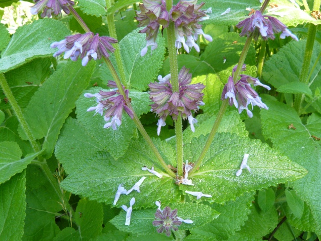Confronto Salvia nemorosa - Salvia verticillata